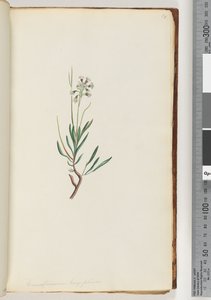 第18页。长叶香精（Conospermum longifolium） 作者 未知艺术家