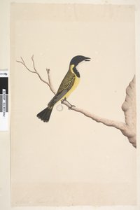 第19页。自然尺寸金惠斯勒全胸大肌，男性，1791-92 作者 未知艺术家