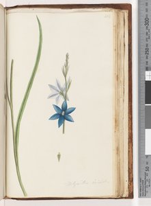 第204页。Thelymitraixiodes -斑点兰花 作者 未知艺术家