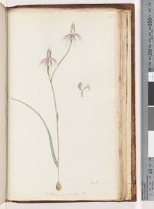 第208页。 Caladenia carnea Br -粉红手指兰花 作者 未知艺术家