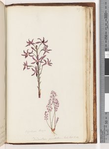 第217页。Dipodium Brown -石D。出口t t。 12.风信子兰花 作者 未知艺术家