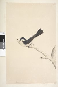 第21页。Musciopa。以上标题在另一只手六月。自然大小的不安捕蝇器Myragra inquieta Seisura inquieta，1791-92 作者 未知艺术家