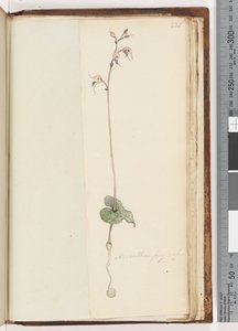 第221页。Acianthusfornicatus Br，小精灵帽 作者 未知艺术家