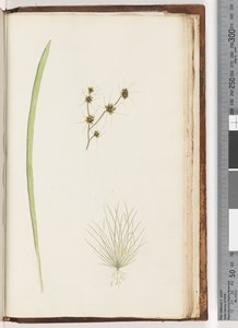 第234a页。 1-4不明植物 作者 未知艺术家