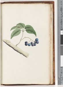 236.未知的植物 作者 不明
