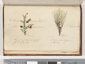 238.不明植物 作者 未知艺术家