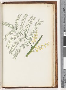 244.不明植物 作者 不明