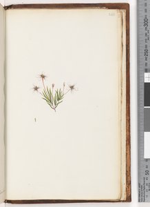 248.不明植物 作者 不明