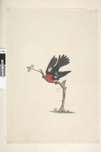 第24页。自然尺寸的猩红色罗宾Petroica多色，男，诺福克岛，1791-92年 作者 未知艺术家