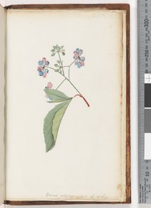 第256a页。未命名植物 作者 未知艺术家