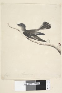 第27页。自然大小的连帽罗宾，雌性黑斑c，1791-92年 作者 未知艺术家