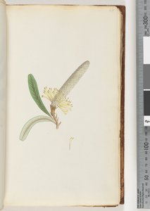 Page 28.开花植物，“爬行者” 作者 未知艺术家