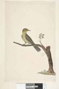 第31页....？苗条，开帐单的白色，眼睛Zosterops tenuirostris，1791-92年 作者 未知艺术家