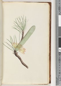 Page 33.山龙眼植物 作者 未知艺术家