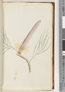 Page 34.山龙眼 作者 未知艺术家