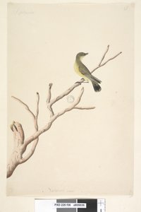 第36页。自然尺寸的黄色犀鸟Acanthiza nana，1791-92年 作者 未知艺术家
