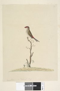 第40页。收藏夹。红色自然尺寸，眉毛雀科新奇亚临时Aegintha临时，1791-92年 作者 未知艺术家