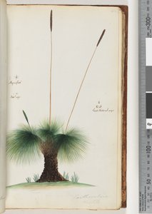 Page 45.黄花草草木树放大。自然尺寸种子自然大小 作者 未知艺术家