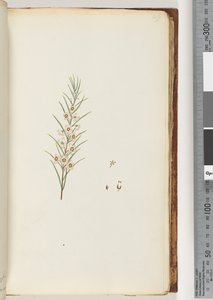 Page 49.身份不明的植物 作者 未知艺术家