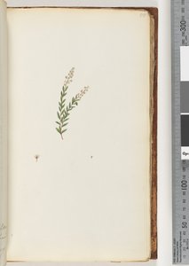 第50页。不明植物 作者 未知艺术家