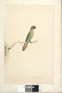 第51页。自然尺寸小只小鹦鹉（Lorikeet Glossopsitta pusilla），1791-92年 作者 未知艺术家