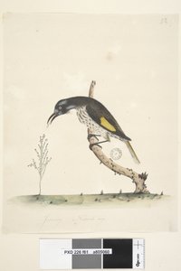 第61页。黄翅五子雀Meliornis新的自然尺寸，荷兰，1791-92年 作者 未知艺术家