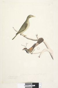 第72页。1. Meliphaga。 2. Muscicapa。自然大小。两者的虹膜都令人怀疑。贝尔矿工Manorina黑色素和Rhipidura rufifrons，1791-92年 作者 未知艺术家