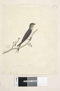 第76页。在另一只手的较低中心1月自然尺寸欢迎燕子Hirundo neoxena，1791-92年 作者 未知艺术家