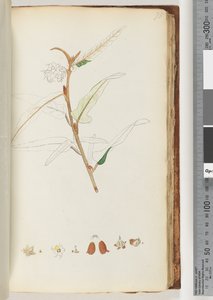 Page 78.没有题词，未完成的绘图 作者 未知艺术家
