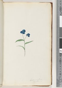 第7页。毛细Com 作者 未知艺术家