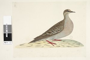 第82页。青铜翼。在另一只手的下中央自然尺寸普通青铜鸽Phaps chalcoptera，1791-92年 作者 未知艺术家