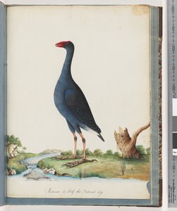 第84页。紫色Swamphen。紫鸡胆 作者 未知艺术家