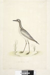 第85页。在另一只手的下中央，自然大小的1-2南部石头，le蛇Burhinus magnirostris，1791-92年 作者 未知艺术家
