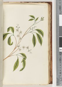 Page 85.身份不明的植物 作者 未知艺术家