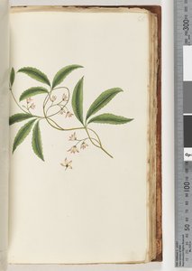 Page 86.身份不明的植物 作者 未知艺术家