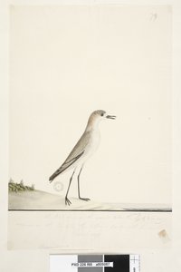 第88页。Charadrius。在另一只手的框架线以下这只鸟像沙雀一样在地面上奔跑，在海港不同地区的沙地上很常见。在第三手下方低于此大小自然尺寸红色，带盖Dotterel Charadrius alexandrinu 作者 未知艺术家