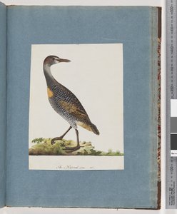 第99页。Buff-banded Rail 作者 未知艺术家