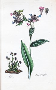  作者 未知艺术家