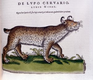 Representation of a lynx (wolf - deer) - Historia Animalium de Conrad Gesner (1516 - 1565), Tiguri 作者 未知艺术家