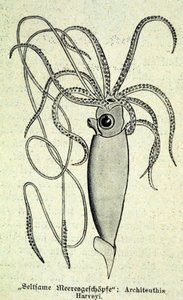 Architeuthis Harveyi，巨型乌贼的表示。 作者 未知艺术家