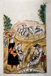 Sheep shearing, from the book "Trujillo del Peru" or "Códice Martínez Compañón", by Baltazar Martinez Compañón y Bujanda, bishop of Trujillo (1782-1785) 作者 未知艺术家