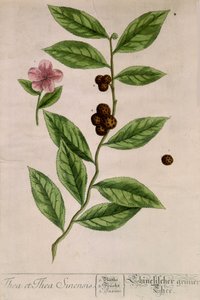 Sinensis tea plant - botanical board 作者 未知艺术家
