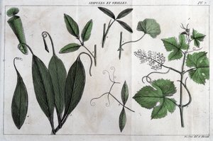 托叶和卷须：在《法国植物志》中，或对所有在法国自然生长的植物的简要描述，按照一种新的分析方法排列，其中引用了它们在医学上最不含糊的优点和它们的有用性。 作者 未知艺术家