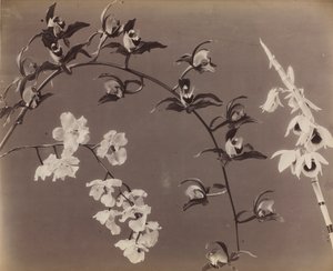 兰花研究 作者 未知艺术家