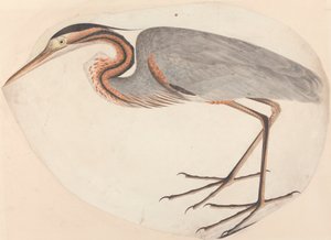 紫鹭 作者 未知艺术家