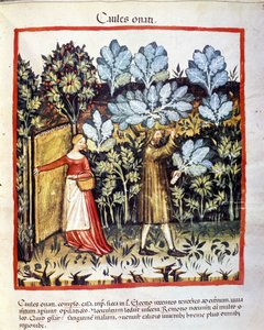 The crop of cabbage flower in a vegetable garden. Illumination from the milking of medicine and dietetics “” Tacuinum sanitatis”” 作者 未知艺术家