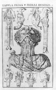人的声音器官是根据乔瓦尼-卡塞里《De vocis auditusque oganis historia anatomica》，费拉拉1601年。 作者 未知艺术家