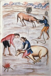 The red iron branding of a mare, from the book "Trujillo del Peru" or "Códice Martínez Compañón", by Baltazar Martinez Compañón y Bujanda, bishop of Trujillo (1782-1785) 作者 未知艺术家