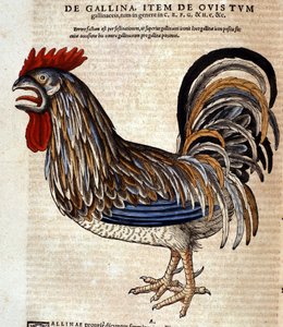 Conrad Gessner 在《动物史》之后的公鸡，苏黎世，1560 年。地点 Nazionale Braidense。 米兰 作者 未知艺术家