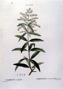 马鞭草。 19 世纪雕刻。 作者 未知艺术家